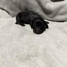 Black and tan - Black and tan male Dachshund puppy in Mount Vernon, Ohio from Double A Dachshunds
