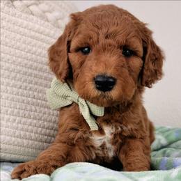 Rusty - Red  male Goldendoodle puppy in Temecula, California from Oodles O'Doodles