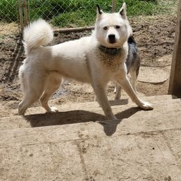Anoushka - Siberian Husky