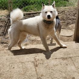 Anoushka - Siberian Husky