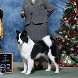 Oreo - Yakutian Laika