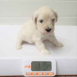 Girl 2 - Wheaten Miniature Schnauzer puppy in Kannapolis, North Carolina from Schnauzer Affinity