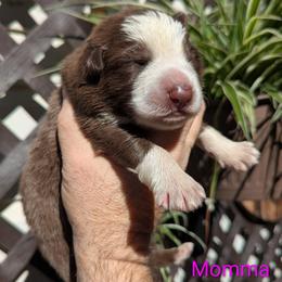 Momma Fortuna - Panda female German Shepherd puppy in Olean, New York from F&B Kennels