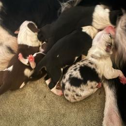 Male 3 - Black and white male Border Collie puppy in Roanoke, Virginia from Romestar performance K9