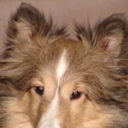 Shetland Sheepdogs from Canidae Shelties