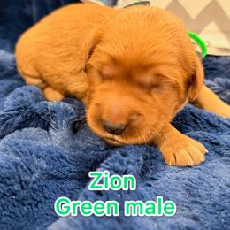 Lime green - Dark golden male Golden Retriever puppy in Salt Lake City, Utah from Soaring golden retrievers
