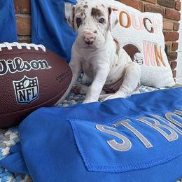 Great Dane Puppies from Green’s Great Danes