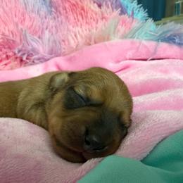 Uncle Sam - Red male Dachshund puppy in Madisonville, Texas from Little B’s Dachshund Farm