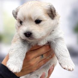 Nala - Silver and white female Pomsky puppy in Huntington Beach, California from L.A Pomskys