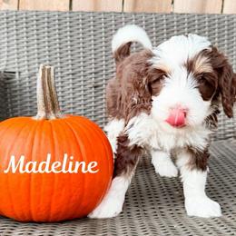 Madeline (Tan girl) - Tri-color female Bernedoodle puppy in Boiling Springs, South Carolina from OlliePups, LLC