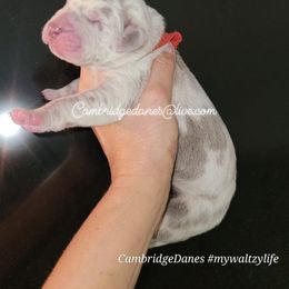 Great Dane Puppies from Cambridge Danes House of Great Danes