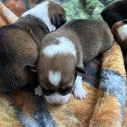 KATE AKC - Sable female Pembroke Welsh Corgi puppy in Hinton, Oklahoma from Green Cloud Ranch