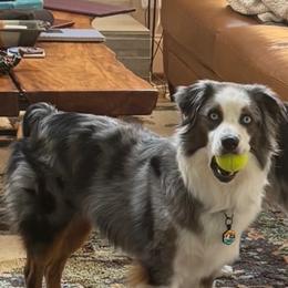 Miniature Australian Shepherd puppies from Stellar Aussies