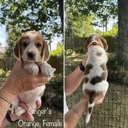 Ginger's Orange  - Reserved - Red black and white female Beagle puppy in Brownsville, Oregon from Beagles on the Run