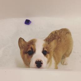 Pembroke Welsh Corgi Puppies from Annwyl McCorgis