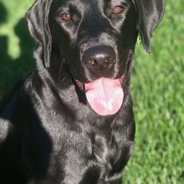 Labrador Retrievers from G&L Southern Bred Labradors