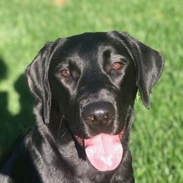 Labrador Retrievers from G&L Southern Bred Labradors