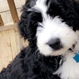 Bernedoodles from Bernedoodle Puppies