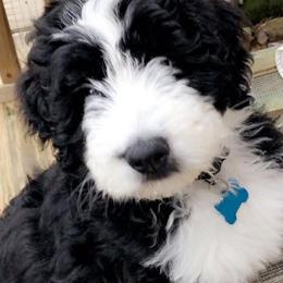 Bernedoodles from Bernedoodle Puppies