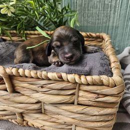 Jango - Cream male Dachshund puppy in Anaconda, Montana from Montana Country Dachshunds