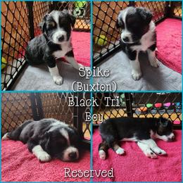Spike - Black tri-color male Australian Shepherd puppy in Cook, Minnesota from RL Australian Shepherds