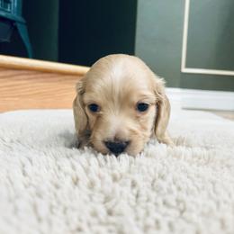 Dachshund Puppies from Guiley Doxies