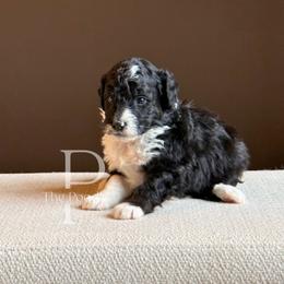 Onyx - Black and white male Bernedoodle puppy in Tulsa, Oklahoma from The Poodle Co. Raising Doodles & Poodles