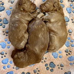 Goldendoodle Puppies from Miss Cindy’s Doodles