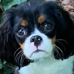 Cavalier King Charles Spaniel Puppies from SweetVirginia Cavalier King Charles Spaniels