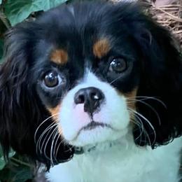 Cavalier King Charles Spaniel Puppies from SweetVirginia Cavalier King Charles Spaniels