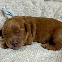 Boom - Red  male Goldendoodle puppy in Las Vegas, Nevada from Bridges Goldendoodles