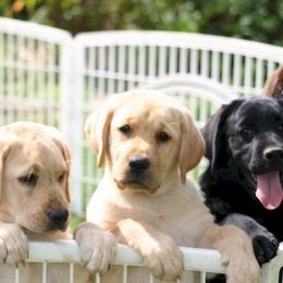 Labrador Retrievers from Infinity Labradors