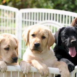 Labrador Retrievers from Infinity Labradors