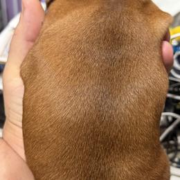 Dachshund Puppies from Witchy Woman’s Wiener’s