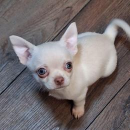Mark 3750.00 - Cream male Chihuahua puppy in Callao, Virginia from Grace & Glory Chihuahuas