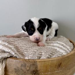 Anna - Black tri-color female Aussiedoodle puppy in Adams, Nebraska from Boxcar Doodles and Poodles
