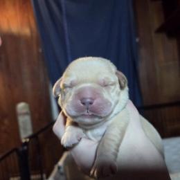 Green Male - Yellow male Labrador Retriever puppy in Andrews, South Carolina from Leyland Cypress Retrievers