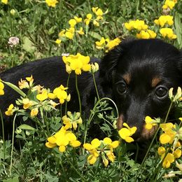 Dachshund Puppies from Hidden Haven Dachshunds