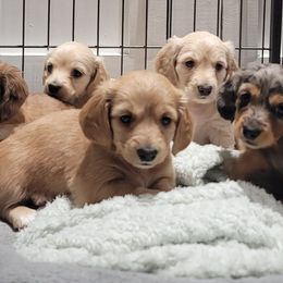 Dachshund Puppies from River Run Doxies