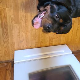 Karma  - Rottweiler