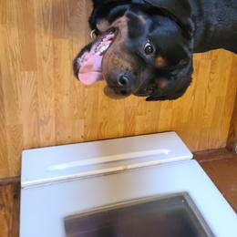 Karma  - Rottweiler