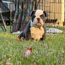 Thelma Lou - Blue female French Bulldog puppy in Indiana from Pine Valley Frenchies