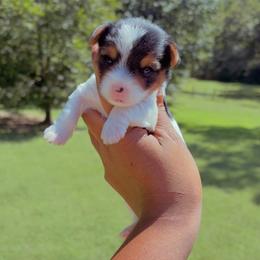 Fetty - Parti male Yorkshire Terrier puppy in Louisburg, North Carolina from Nell’s Adorable Yorkshire’s