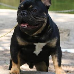 French Bulldogs from Southern Frenchies