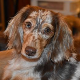 Katana - Dachshund