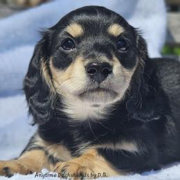 Mia - Black and cream female Dachshund puppy in Ben Wheeler, Texas from Anytime Dachshunds by D.B.