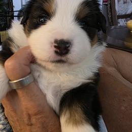 Miniature American Shepherd Puppies from All About Me Miniature American Shepherds