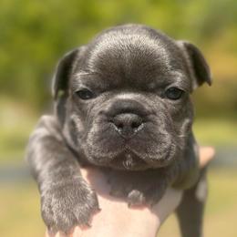 Cinderella - Blue female French Bulldog puppy in Salisbury, Maryland from 77 Frenchies Maryland
