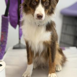 Sequoia - Red tri-color female Miniature American Shepherd puppy in Florence, Oregon from NW Aloha Miniature American Shepherds