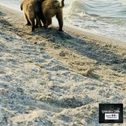 Leonberger Puppies from Bigfoot Leonberger Ranch